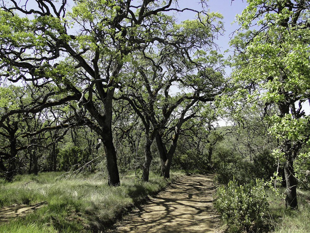 Henry Coe state park